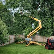 Best Lawn Irrigation Installation and Maintenance  in Mill Valley, CA