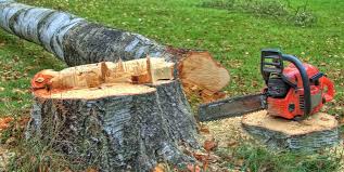 Best Firewood Processing and Delivery  in Mill Valley, CA