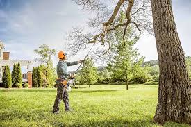 How Our Tree Care Process Works  in  Mill Valley, CA