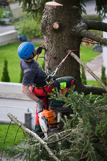 Best Commercial Tree Services  in Mill Valley, CA