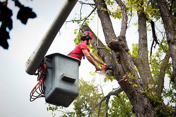 Professional Tree Removal in Mill Valley, CA