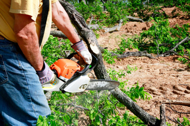 Best Root Management and Removal  in Mill Valley, CA
